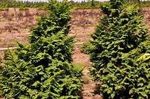Bountiful Farms Catalog Chamaecyparis Obtusa Graciosa