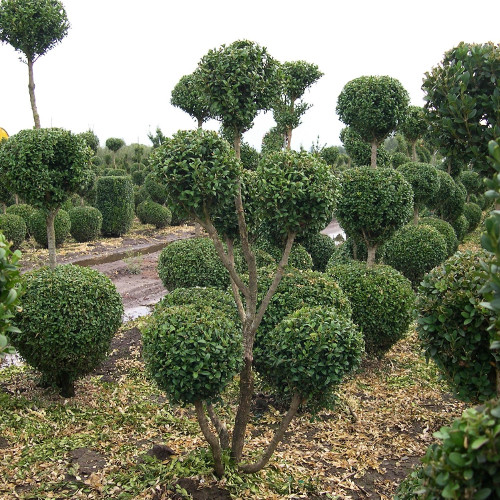 Bountiful Farms | Topiary Collection