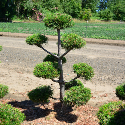 Bountiful Farms | Topiary Collection